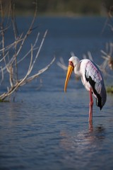Yellow-Billed Stork in Lake Naivasha, Kenya
