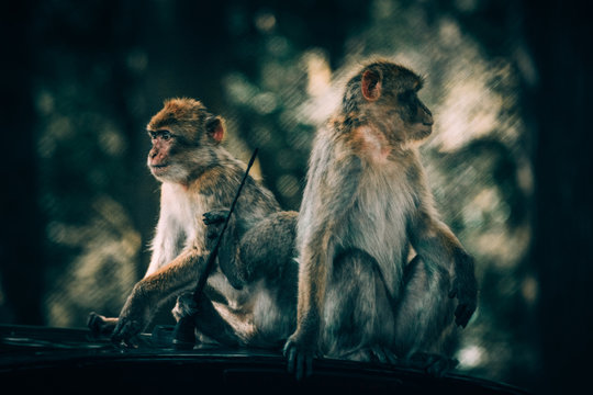 two monkeys sitting on top of car