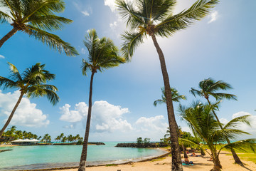 Fototapeta na wymiar Palm trees and clear water in bas du Fort beach in Guadeloupe
