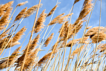 Golden dry straw plants called poaceae poales being moved by the wind on a blue sky as background.