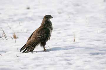 Common buzzard on the snow