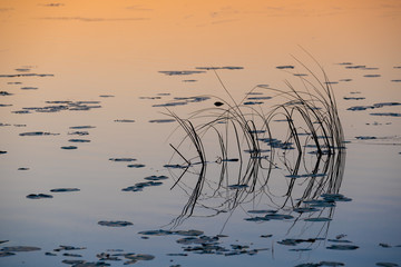 Reed with reflections in finnish  lake at evening, Finland