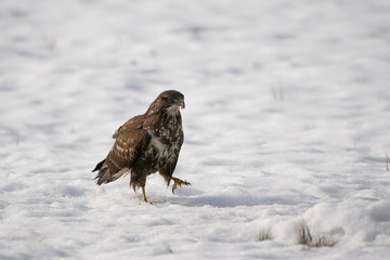 Common buzzard on the snow