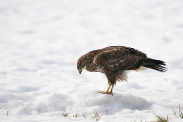 Common buzzard on the snow