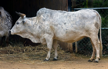 Zebu nano cow	