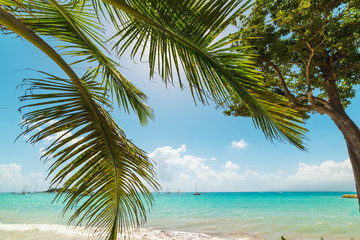 Fototapeta na wymiar Palm tree by La Datcha turquoise sea in Guadeloupe
