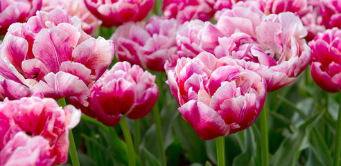 Close-up of white pink tulips. Easter background.