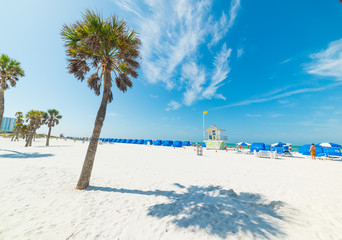 White sand and palm trees in Clearwater