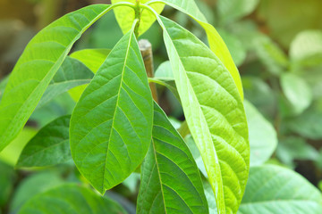 Avocado tree leaves.