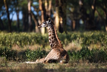 Baby Giraffe Resting