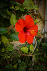 hibiskus © byMishka