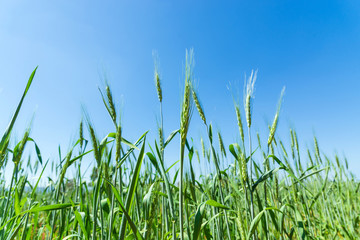 Fototapeta premium Green barley field on blue sky background.