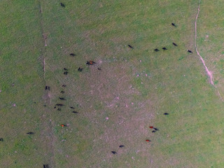Cows aerial view, Buenos Aires,Argentina