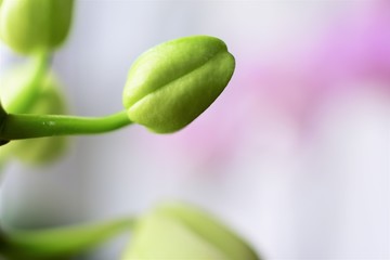 orchid bud on pink and white background