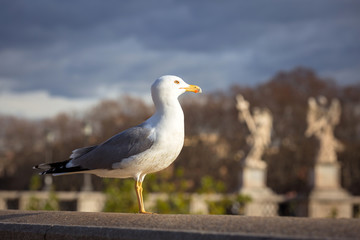 Seagull siting at the Saint Angel bridge in Rome, Italy