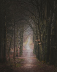 forest path leading away into the distance