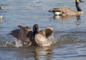 Canada goose in Portland
