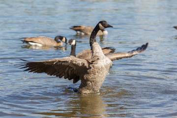Obraz premium Canada goose in Portland