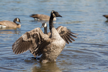 Canada goose in Portland