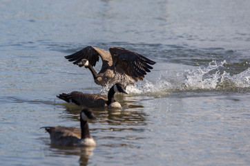 Canada goose in Portland