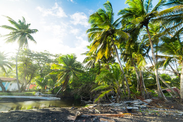 Palm trees under a shining sun in Grande Anse beach in Guadeloupe