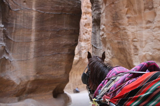 brown horse near cave