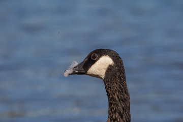 Canada goose in Portland