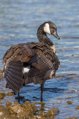 Canada goose in Portland