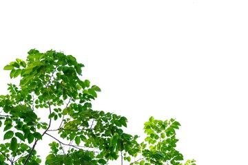 Tropical tree leaves with branches on white isolated background for green foliage backdrop 