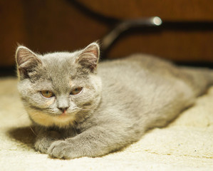 funny scottish cat is lying on the floor, belly down in a string with a displeased face