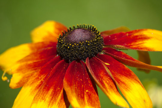 yellow and red-petaled flower in close-up photography