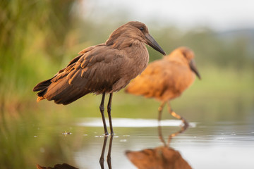 Hamerhead stork couple in natural habitat