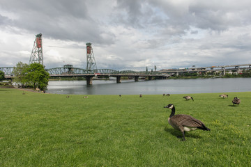 Canada goose in Portland