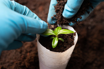 Transplanting seedlings. Periwinkle growth process