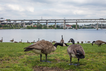 Canada goose in Portland