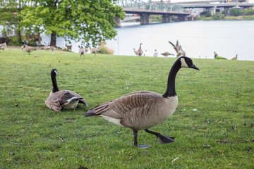 Canada goose in Portland