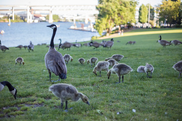 Canada goose in Portland