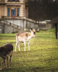 young deer in front of building