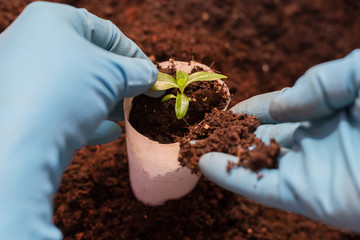 Transplanting seedlings. Periwinkle growth process