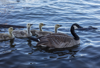 Canada goose in Portland