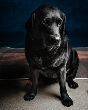 adult black Labrador retriever on focus photo