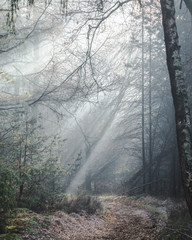 Obraz premium Beautiful sunlit forest trail on a misty morning with sun rays lighting up the forest floor