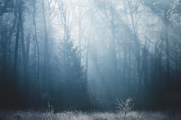 sun rays coming through forest with shaded silhouetted trees