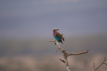 Lilac Breasted Roller on Perch