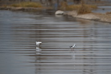 Wading Birds in Lake Nakuru, Kenya