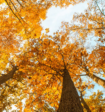 brown trees