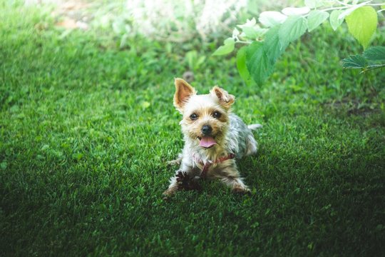 white and brown puppy on grass