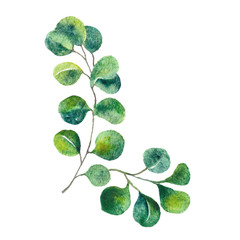 Green leaves watercolor botanical illustration. Eucalyptys hand drawn elements for wedding invitations, greeting cards, textile design.