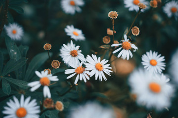 white-and-orange daisy flowers