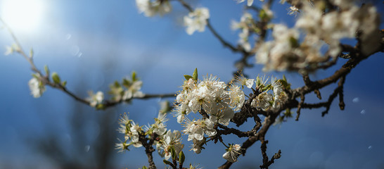 Cherry blossom in Twilight
